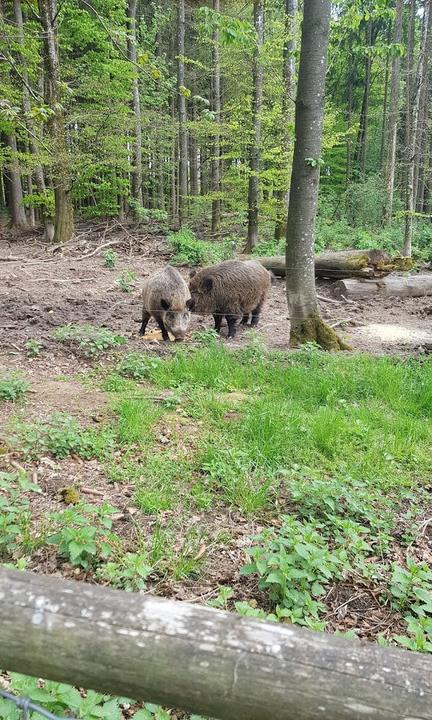 Waldgasthof Zum Geländer